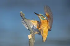 Zimorodek