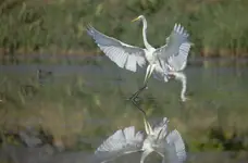 Czapla biała 4
