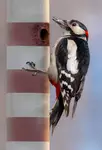 Adaptacja