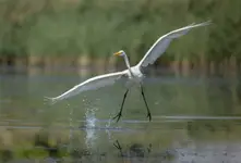 Czapla biała 2