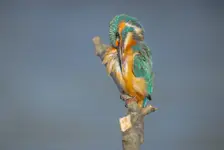 Zimorodek 7