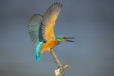 Zimorodek 5