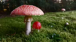 OCHRONIARZ
