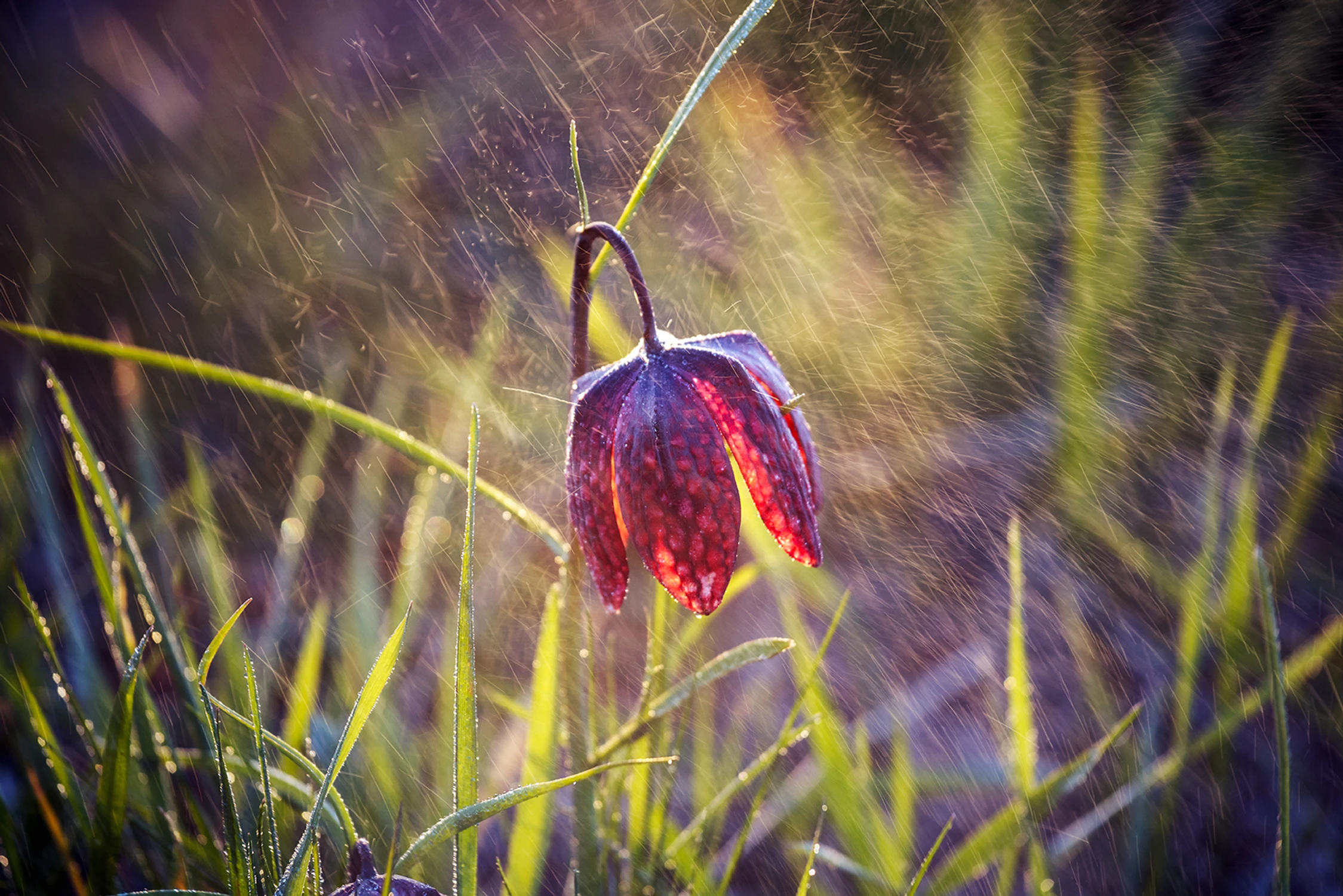 Szchownica kostkowata