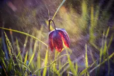 Szchownica kostkowata