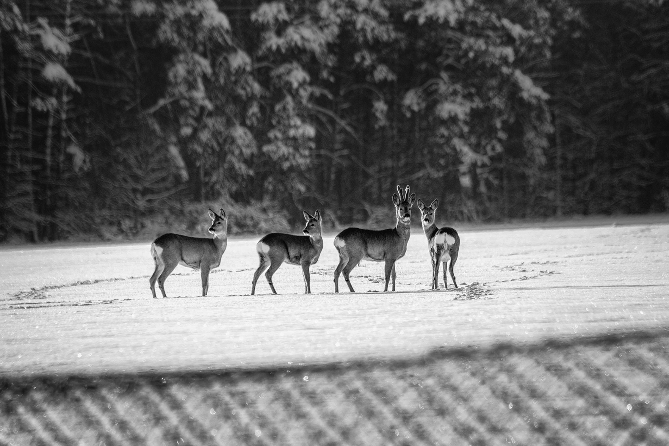 Kto pierwszy się ruszy