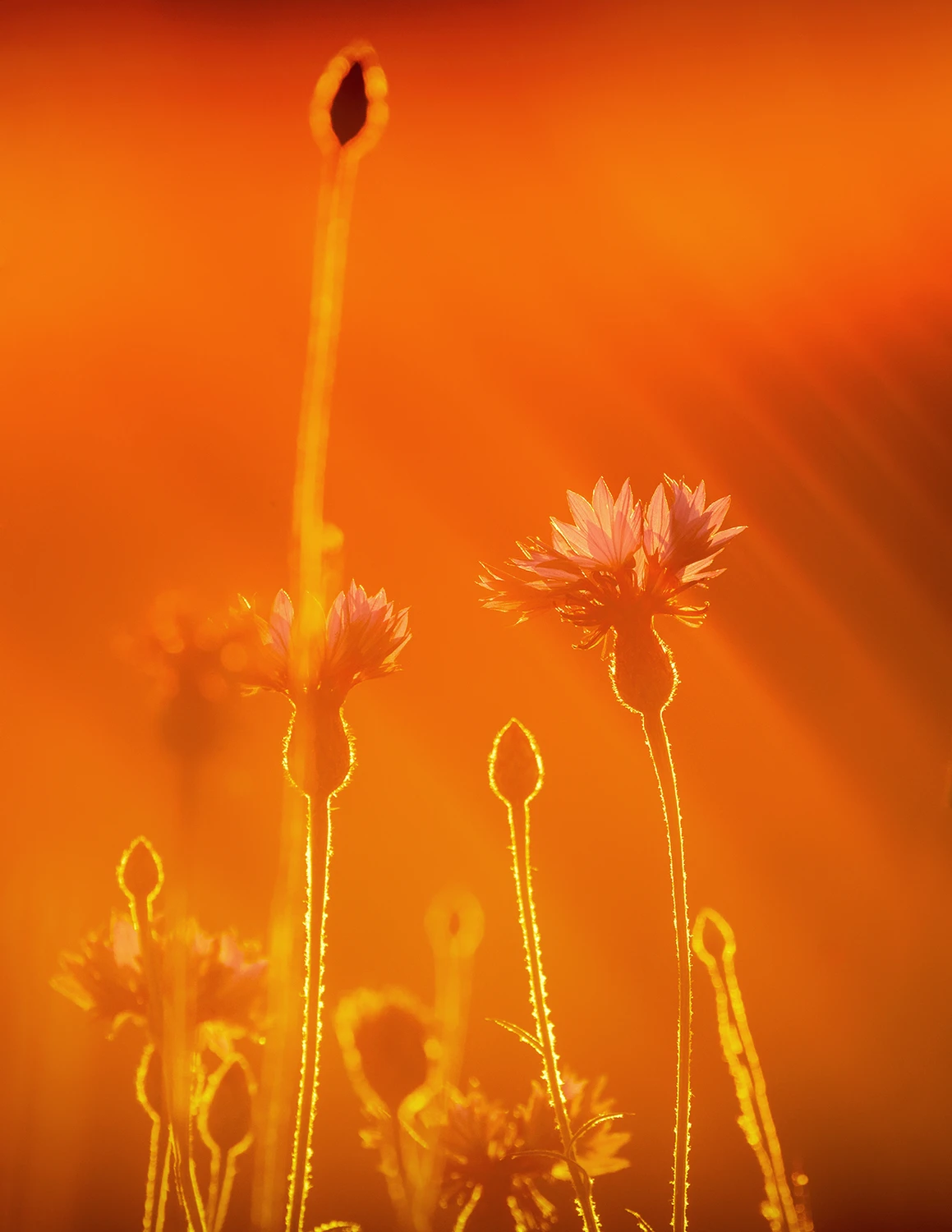 Centaurea cyanus
