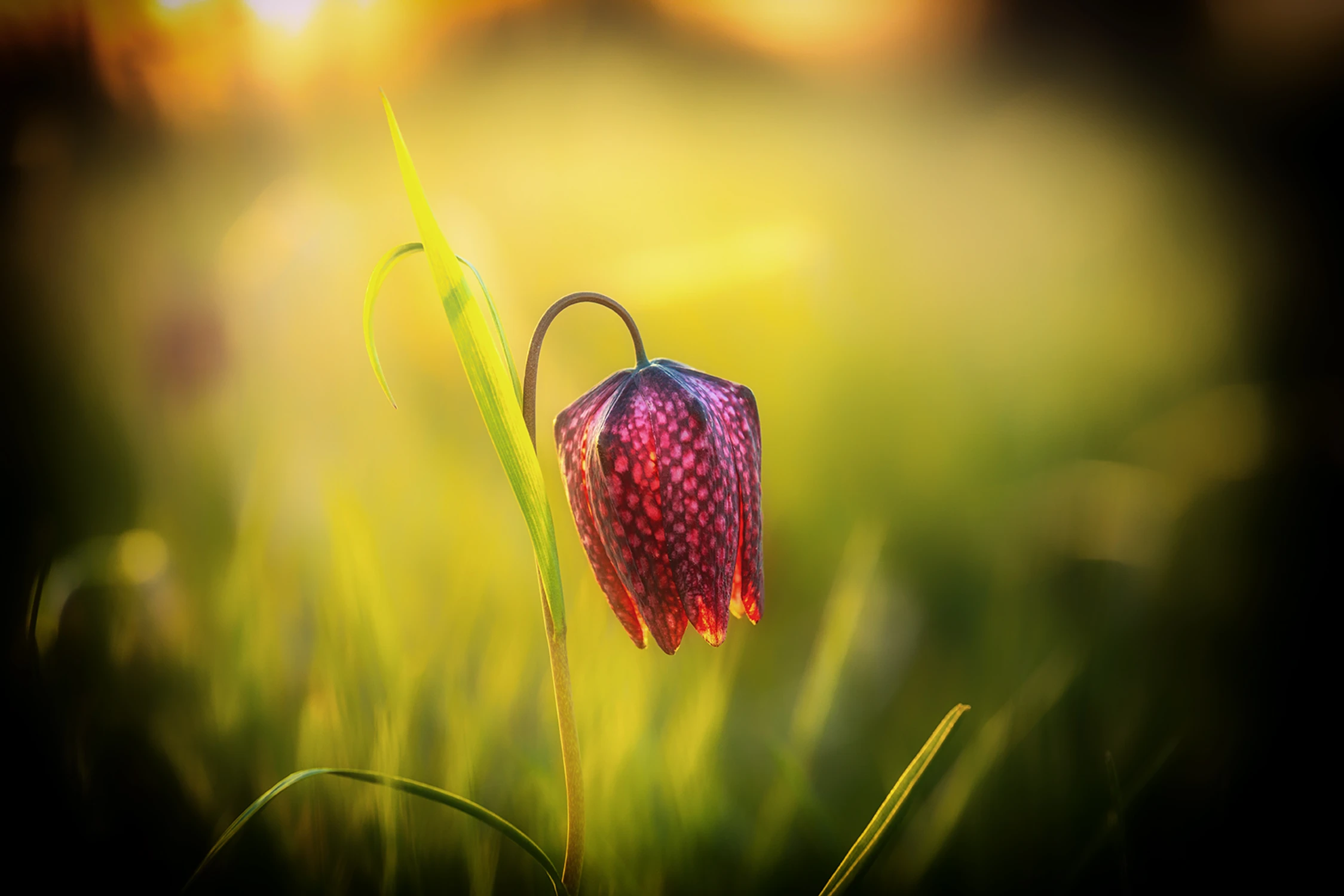 Szachownica kostkowata