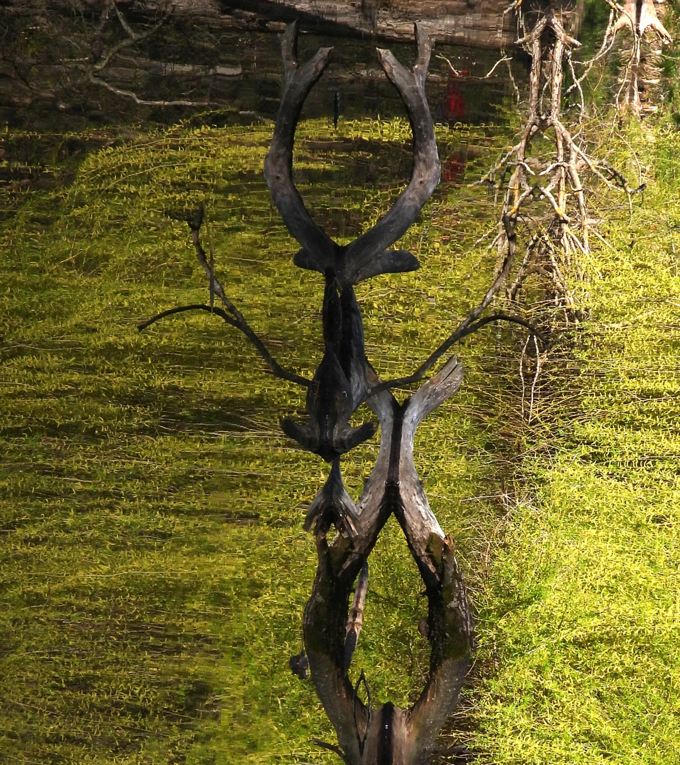 wodno-lądowe (po)twory