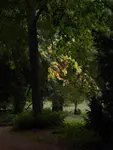 Na jesień trzeba jeszcze poczekać