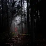 Jasność wśród drzew