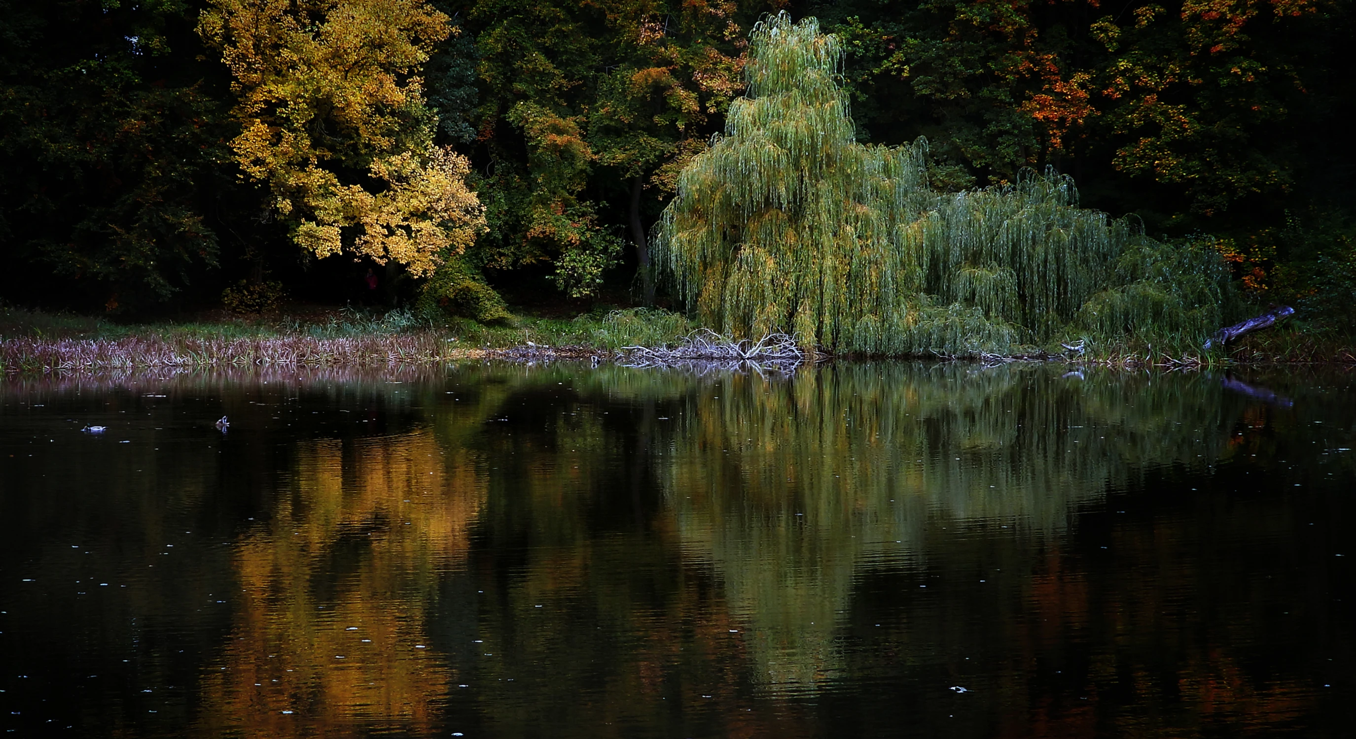 Płaczą wierzby