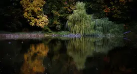 Płaczą wierzby