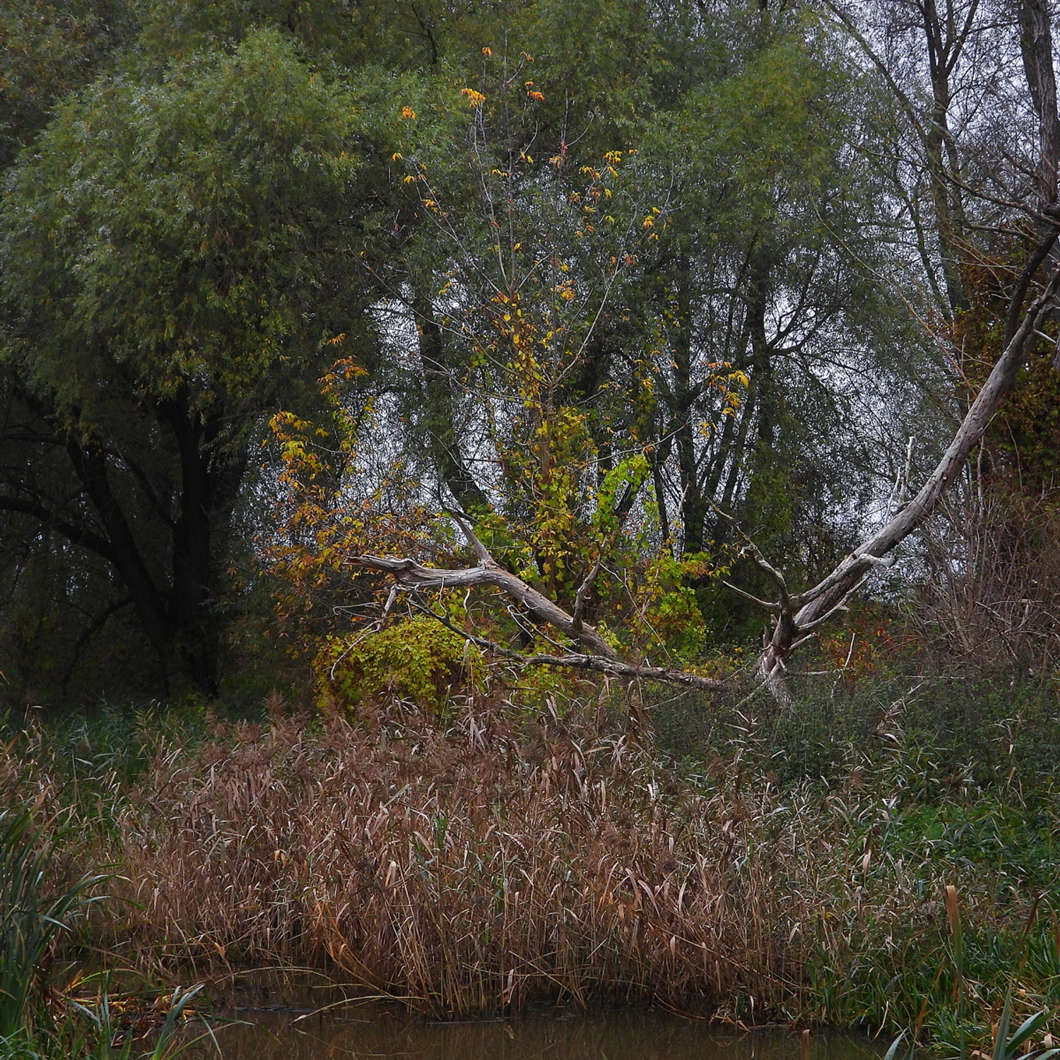 odradzające się życie