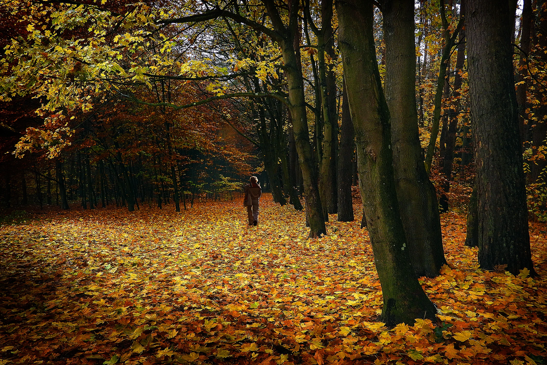 Opadłe złoto szeleści pod stopami