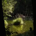 Bezludna kępa