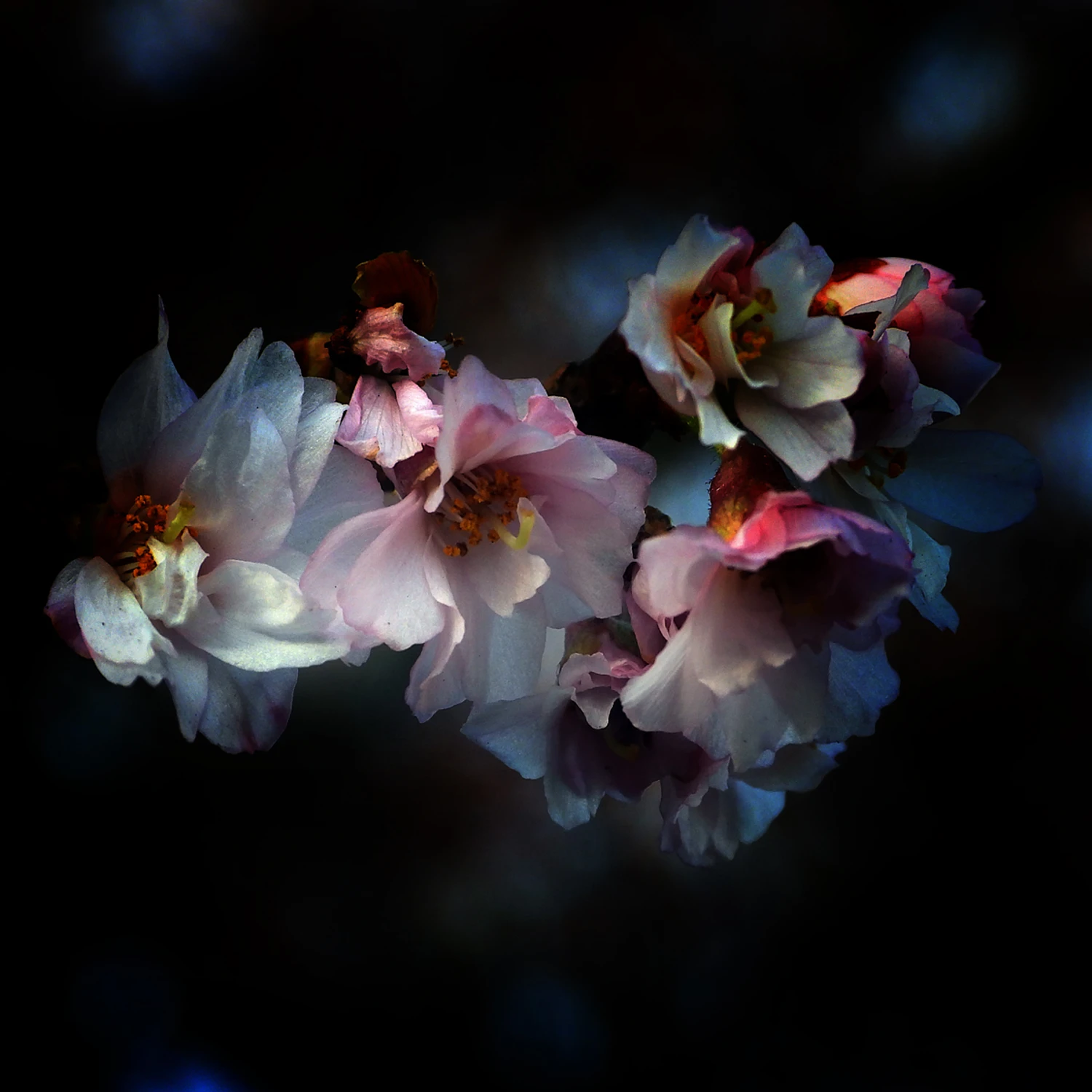 Kiedy znowu zakwitną?