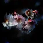 Kiedy znowu zakwitną?