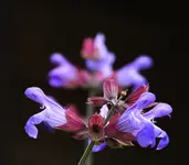 barwne przeobrażenia