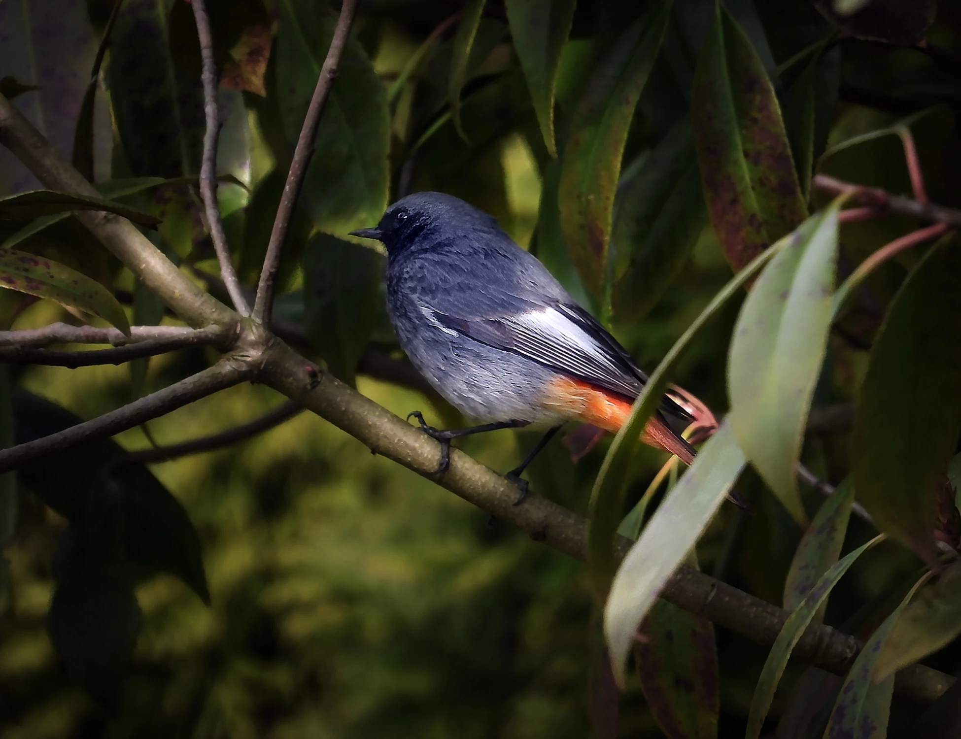 Kopciuszek w zielonym azylu