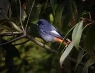 Kopciuszek w zielonym azylu