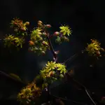 Misternie stworzona flora