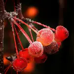 Lukrowane lodem jesienne specjały