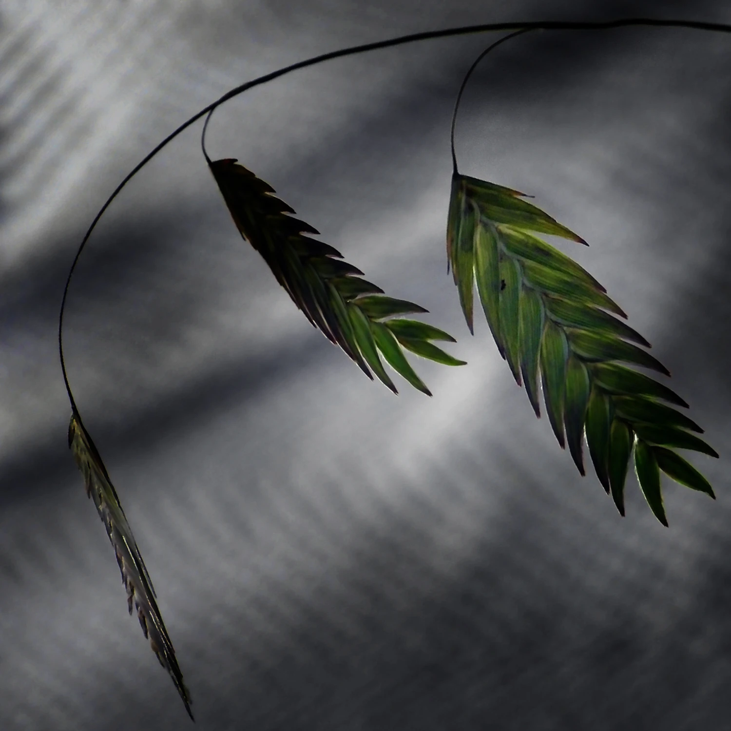 Zieleń dana dla zapowiedzi