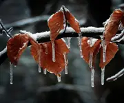 Zastygłe łzy przemijania