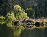 Na Wędkarskim Stawem zielono już