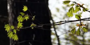 Czarno-biała wiosna