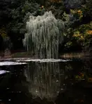 Płakała nad wodą czarną
