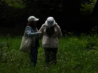 Chyba nie to zioło