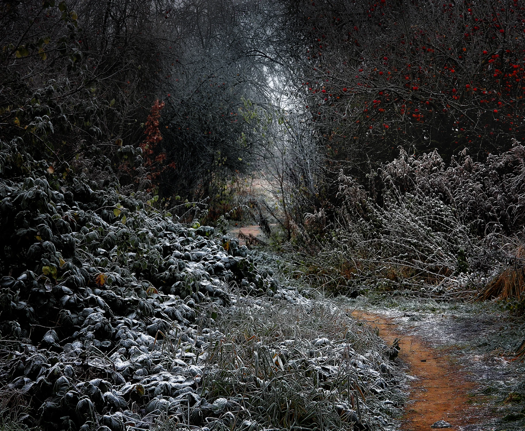 Krętą ścieżką poprzez sad zimowy