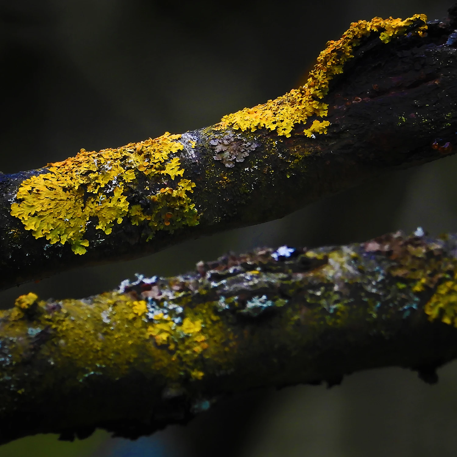 ozdoby wiekowego drzewa