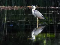 Czai się czapla