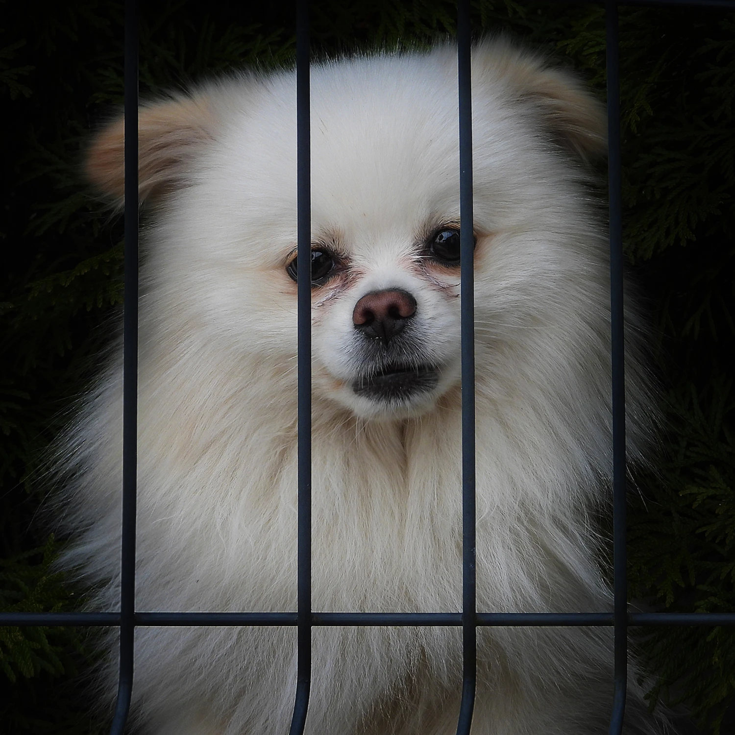 Za płotem bezpieczniej