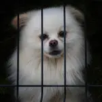 Za płotem bezpieczniej