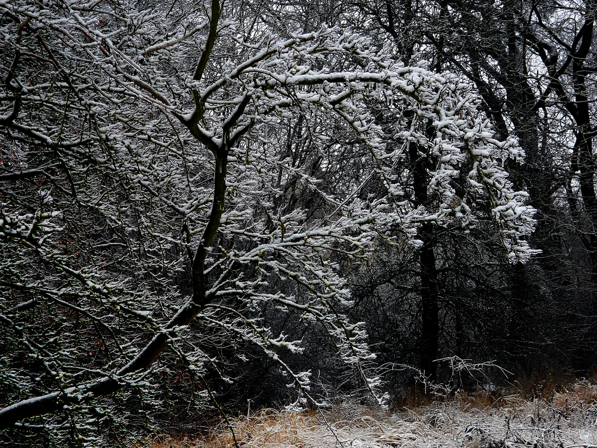 la lodowych gałęziach puch biały