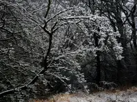 la lodowych gałęziach puch biały