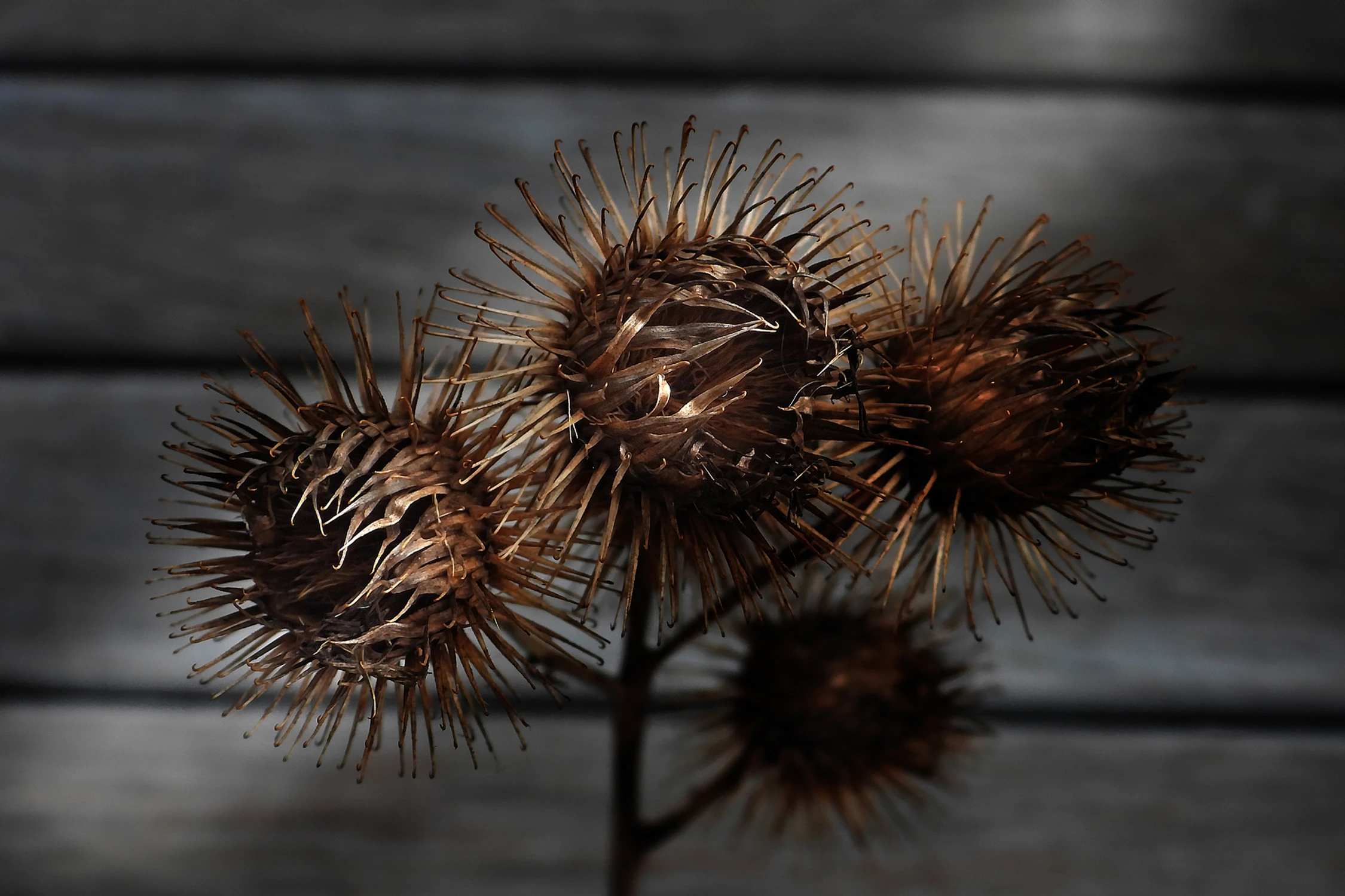 Pozostałość minionego lata