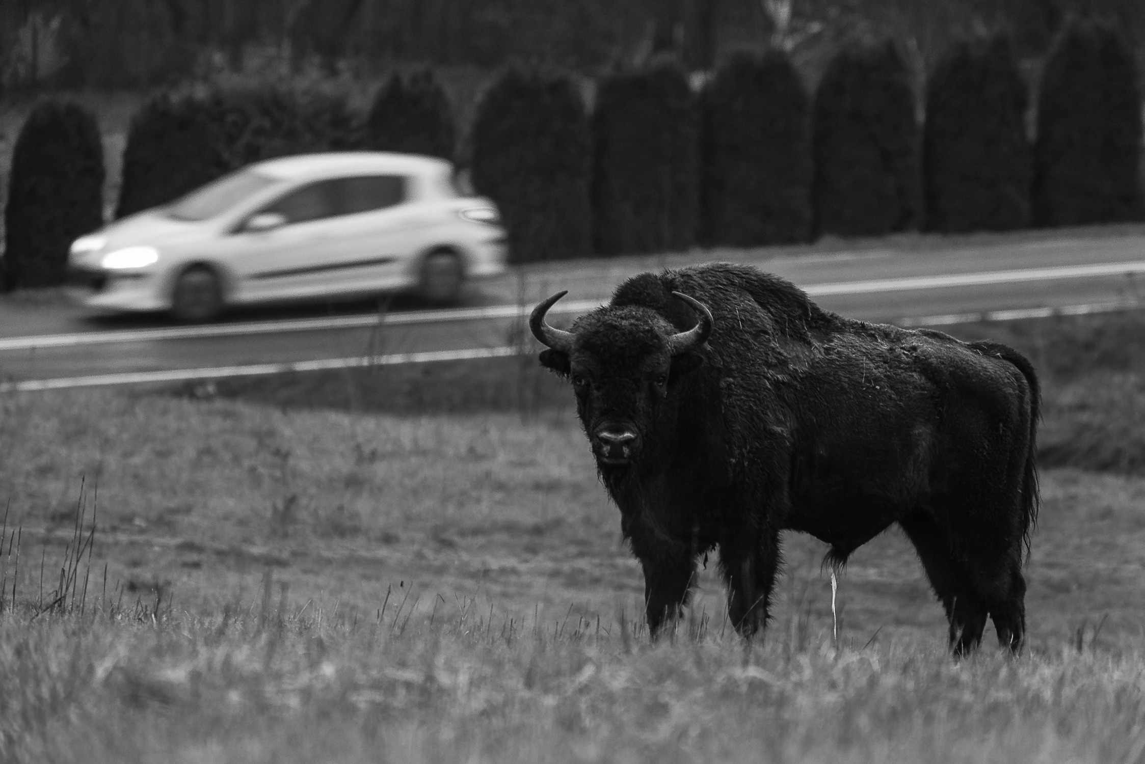 Takie rzeczy tylko w Bieszczadach...