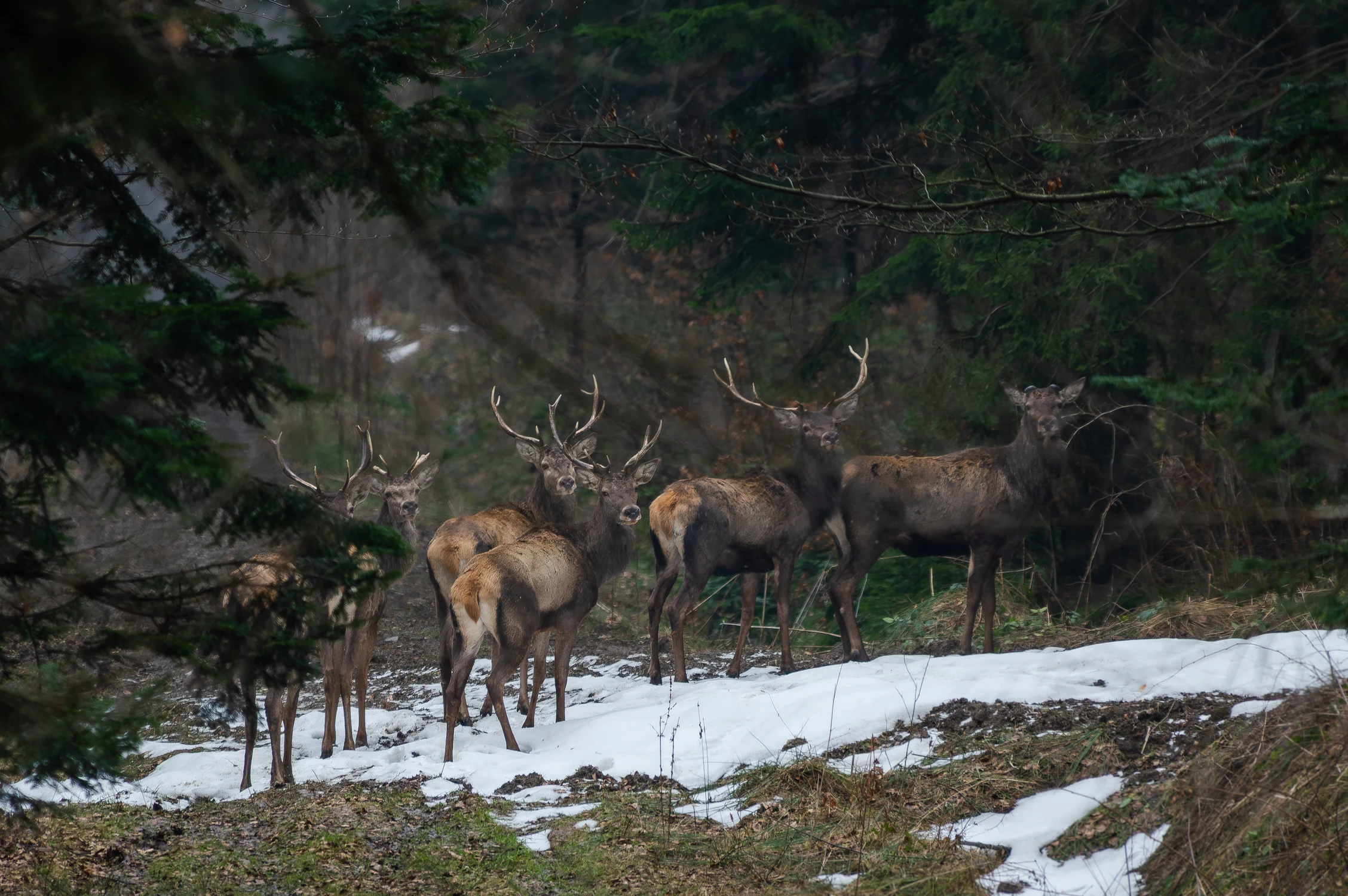 Czas zrzucania poroży