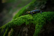 Salamandra