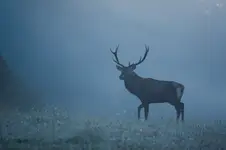 Prince of the Mists