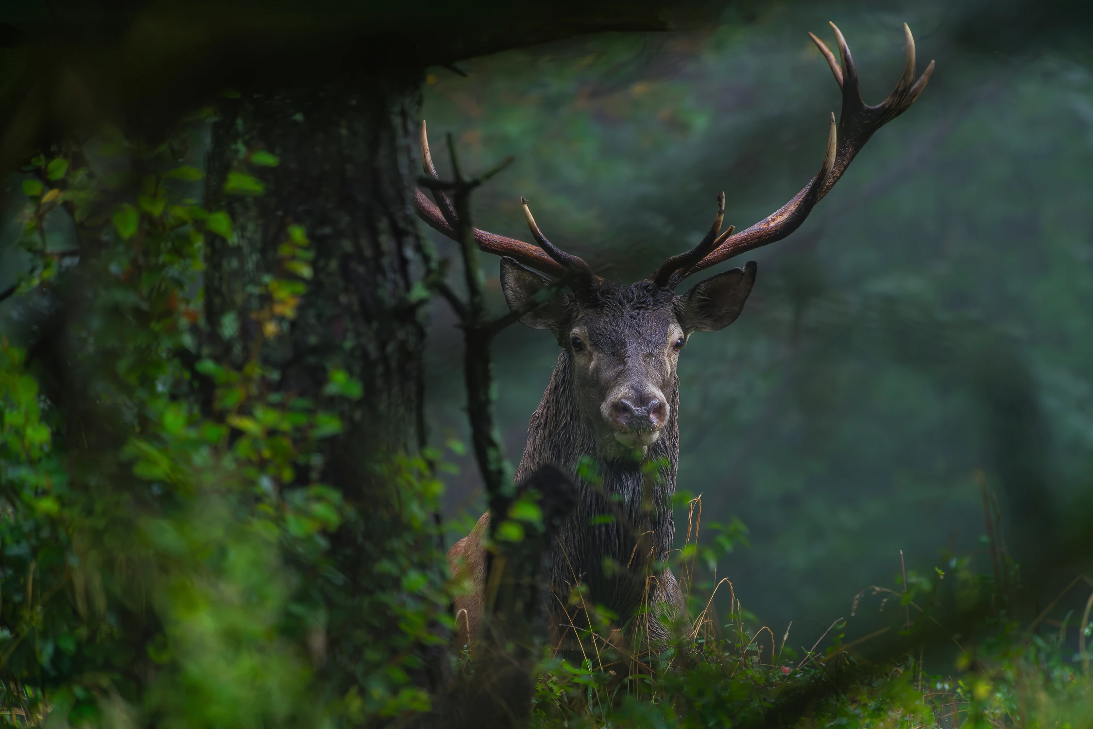 Carpathian red deer