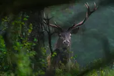 Carpathian red deer
