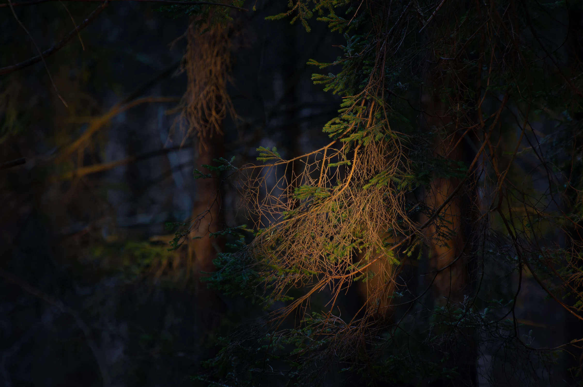 Wieczorem w Puszczy Karpackiej