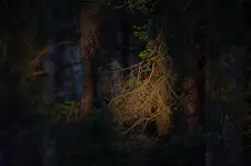 Wieczorem w Puszczy Karpackiej