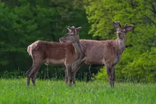 Sikanie synchroniczne ;)